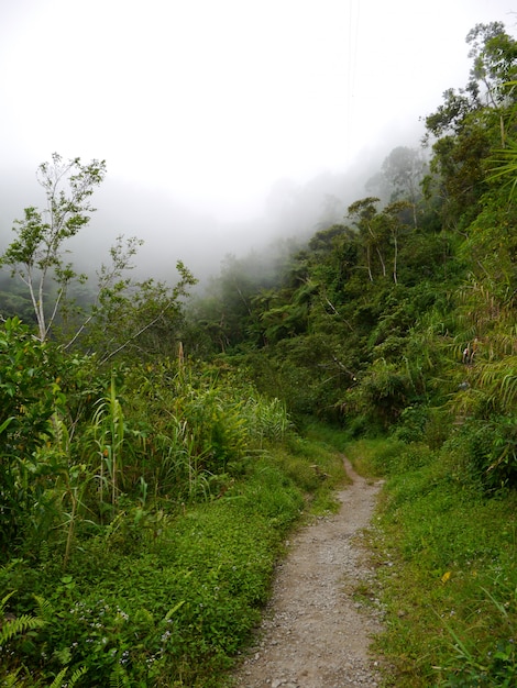 El camino en las montañas en Banaue, Filipinas