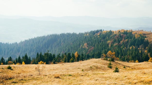 Camino de las montañas de los Cárpatos de otoño