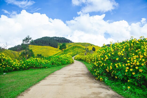 Camino en las montañas