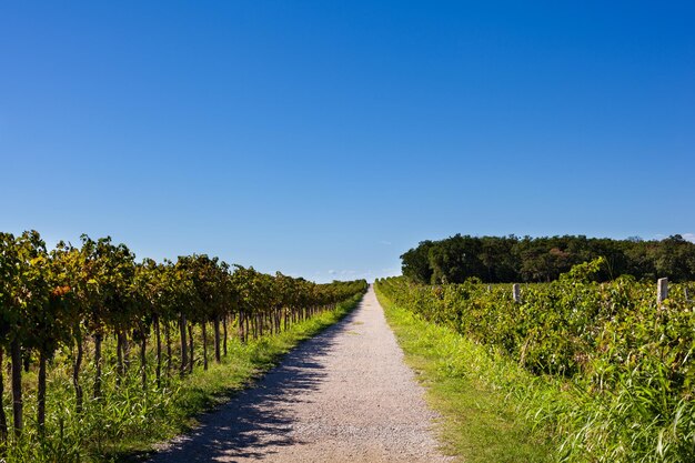 El camino montañoso en medio de viñedos en Istria Eslovenia