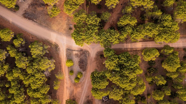 Foto camino naranja en el desierto fuera de carretera concepto lugar pintoresco naturaleza abstracta fondo drone aérea vista vertical superior bosque árboles verdes alrededor
