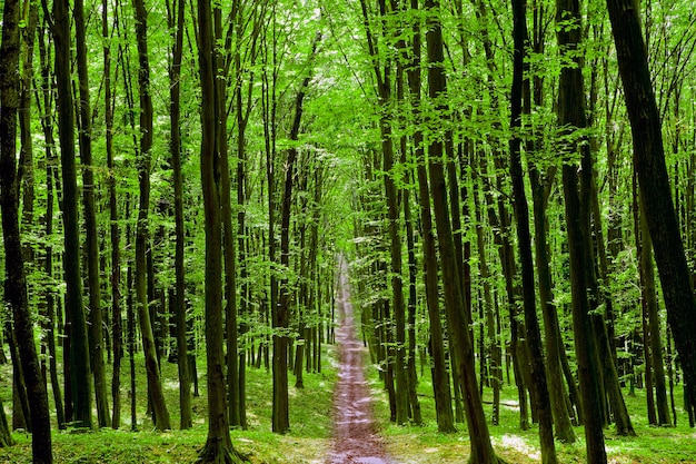 Camino natural en el bosque con luz solar.