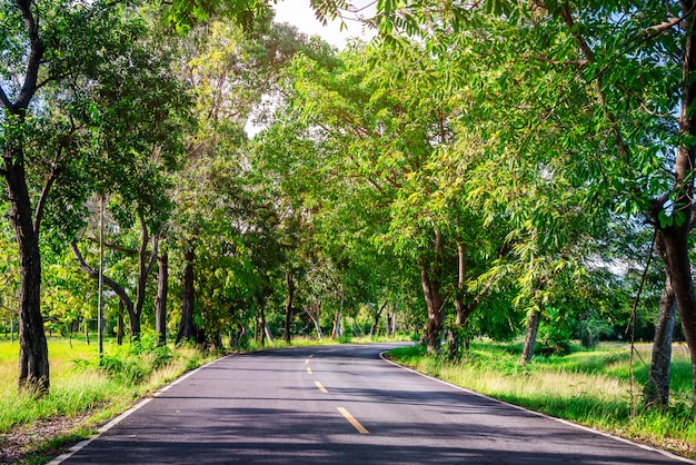 Camino con la naturaleza del árbol en la luz del sol