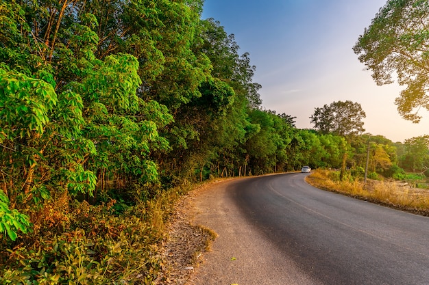 Camino con la naturaleza del árbol en la luz del sol