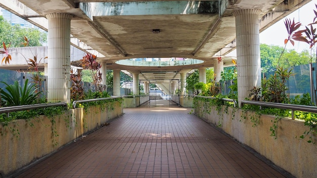 Camino con la naturaleza en la ciudad de Singapur