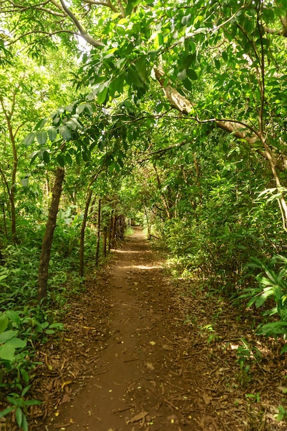 Camino a la naturaleza en Little Corn Island