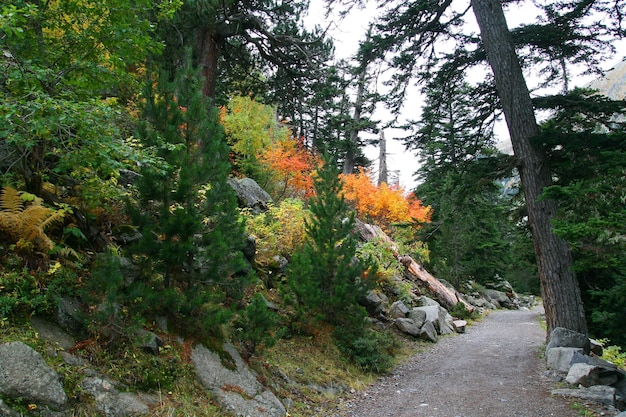 Camino en la naturaleza en otoño