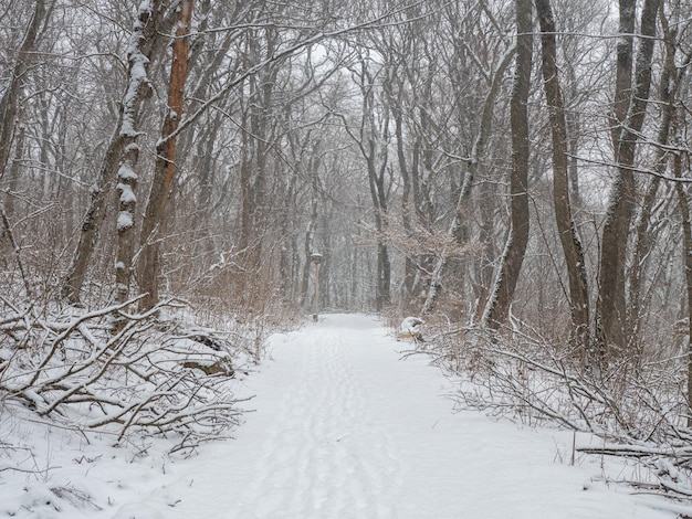 camino nevado en el bosque de invierno