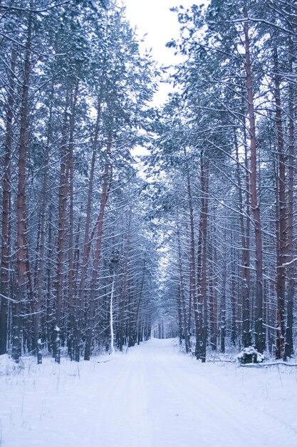 Camino nevado en bosque de invierno