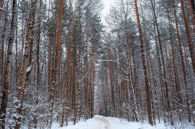 Camino nevado en un bosque de pinos en un fondo invernal de clima nublado