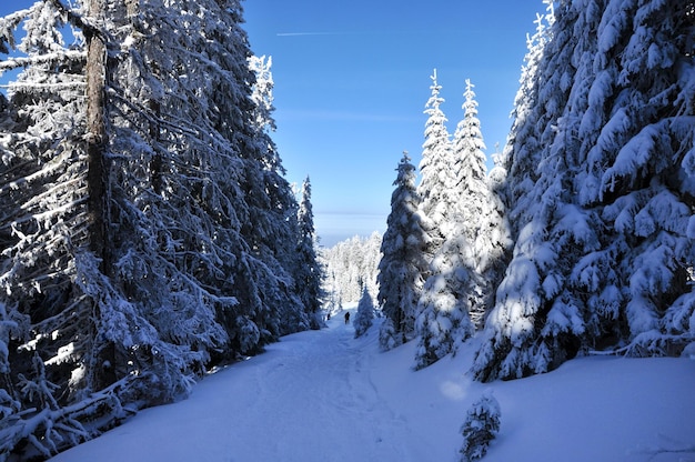 Camino nevado en el bosque