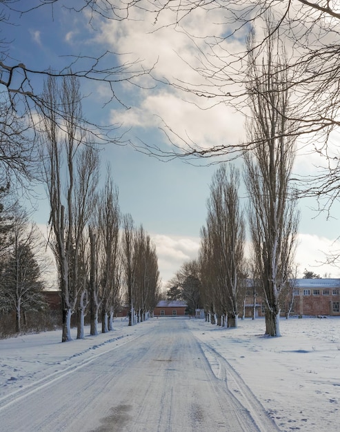 camino nevado de invierno entre pinos en un soleado día de invierno