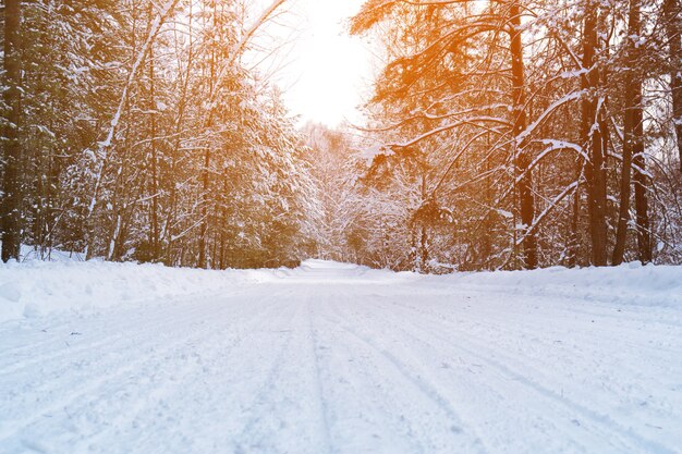 Camino nevado de invierno a través del bosque de coníferas en día frío