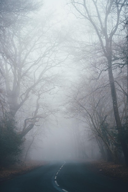 Un camino en la niebla con árboles a ambos lados