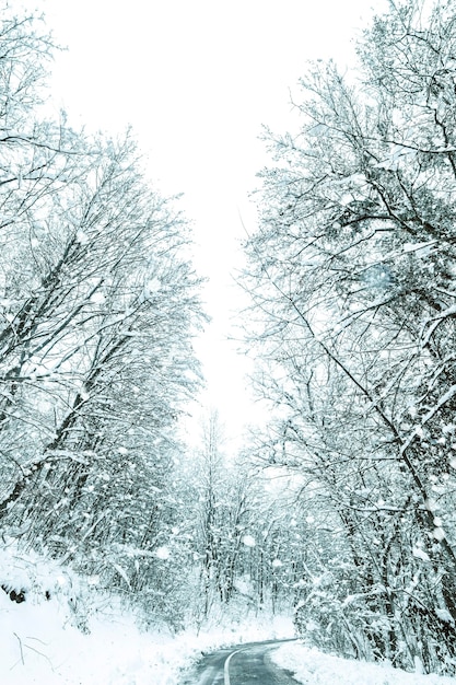 Camino de nieve del bosque de invierno. Vista de la nieve del invierno del camino del bosque.