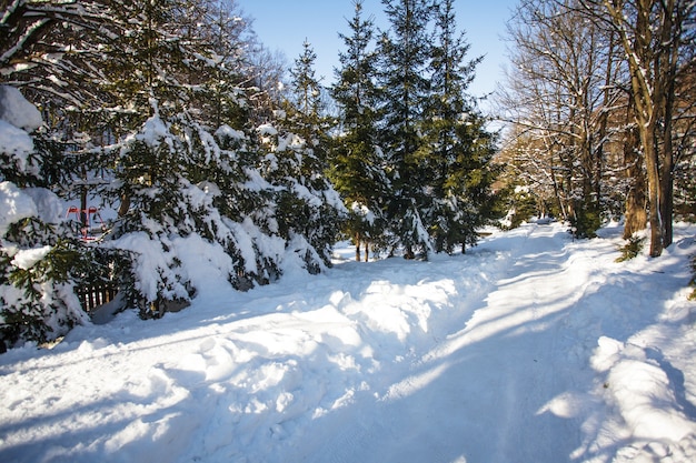 Camino de nieve en el parque a la luz del sol