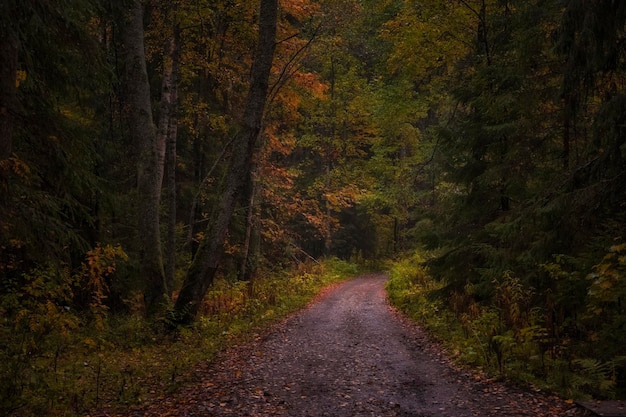 Camino en el oscuro y colorido bosque otoñal por la noche