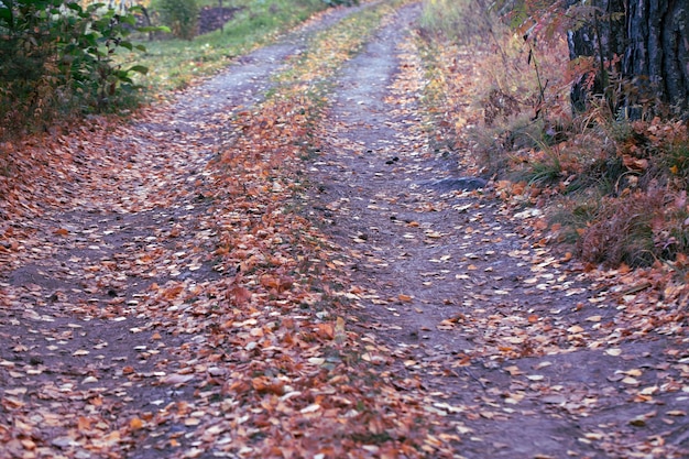 Camino de otoño en el bosque sembrado de hojas caídas