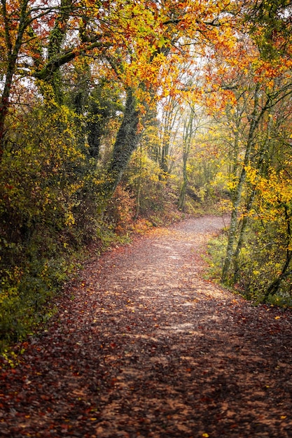 Foto camino de otoño cubierto de hojas rojas.