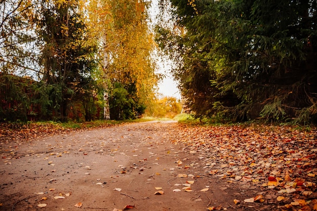 Camino de otoño cubierto de hojas