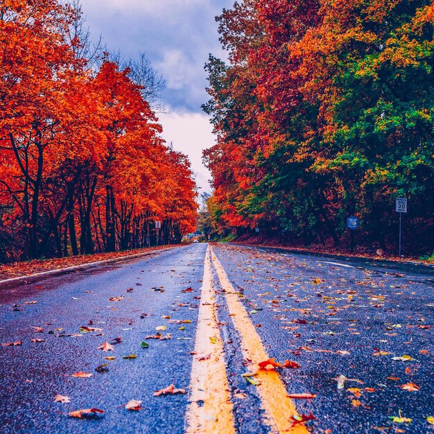 Foto camino de otoño con hermoso bosque