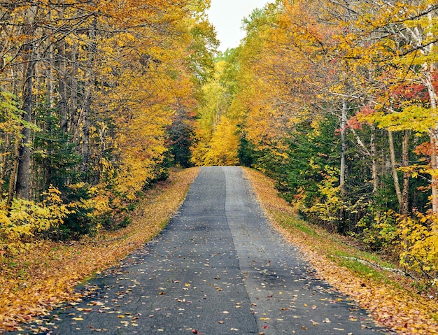 Camino de otoño en Maine