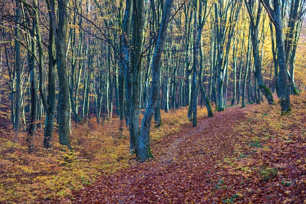 Foto camino de otoño en las montañas al amanecer