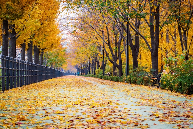 Camino de otoño en el parque, Seúl, Corea.