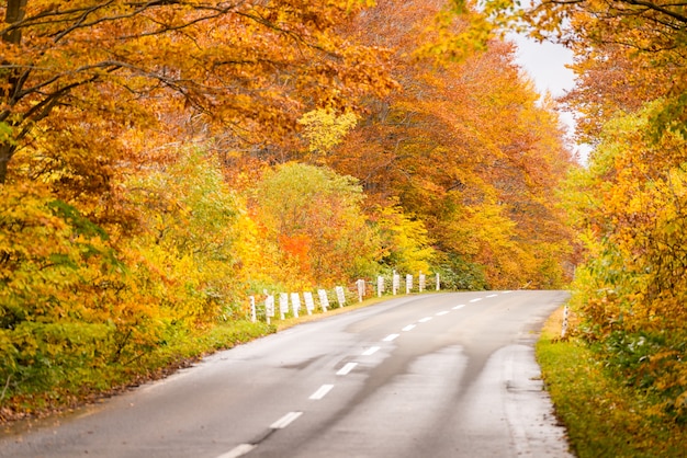 Camino de otoño