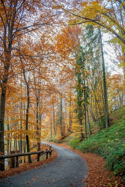 Camino en el otoño