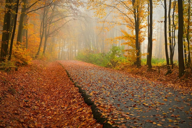 Camino en el paisaje otoñal Hermoso fondo colorido natural con hojas de árboles Entorno natural con mal tiempo lluvioso