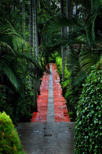 Foto camino entre palmeras en el bosque