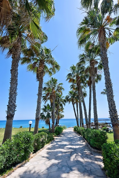 Camino de palmeras en el mar en la playa de protaras en la isla de Chipre