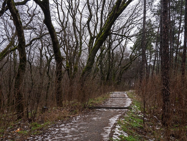 camino en el parque árboles alrededor