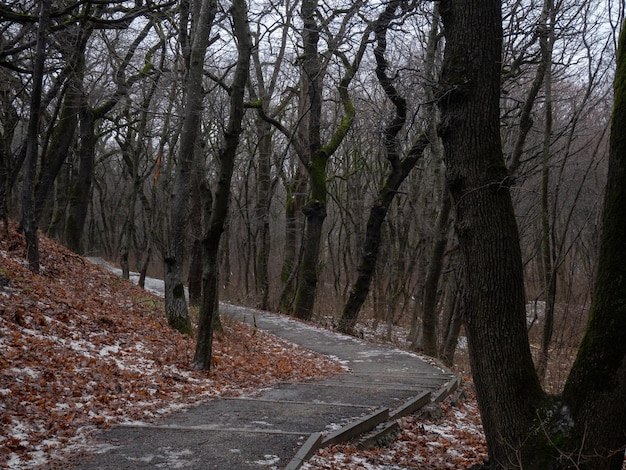 camino en el parque árboles alrededor