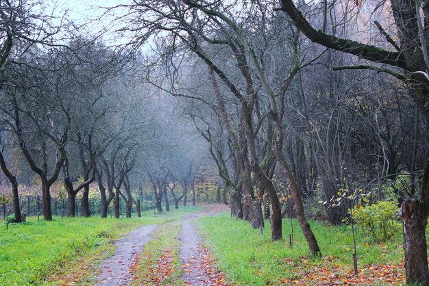 Camino en un parque, árboles de otoño sin follaje y niebla.