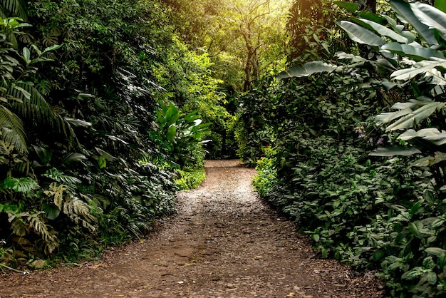 Camino en el parque brasileño Forest Witeck en Brasil