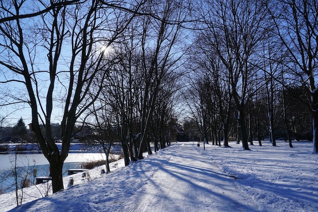 Camino en el parque en invierno