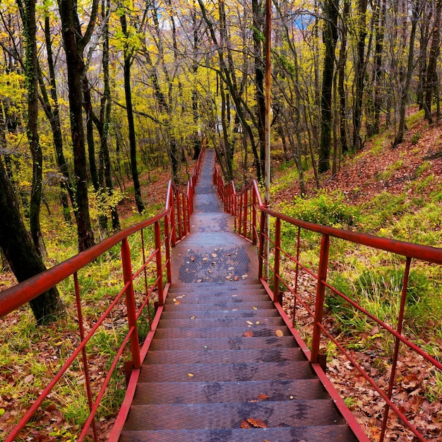 Camino en parque natural con árboles en otoño