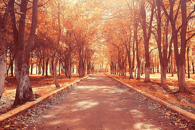 camino parque otoñal / paisaje otoñal, parque amarillo en árboles y hojas otoñales, un hermoso día soleado en el parque de la ciudad. la caída