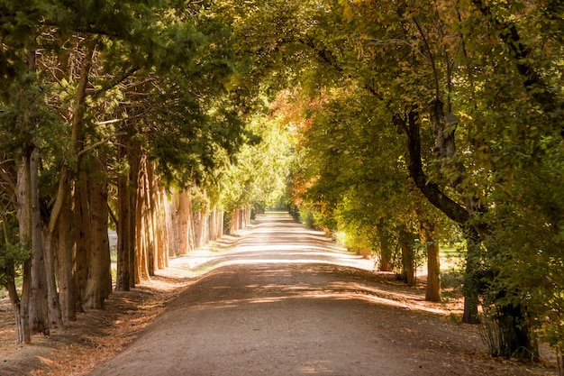 Camino del parque de otoño bajo los árboles en un día soleado