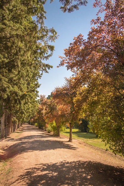 Camino del parque de otoño bajo los árboles en un día soleado