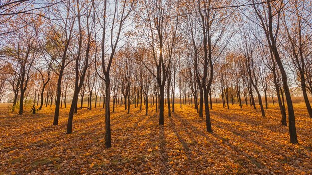 Camino en el parque de otoño brumoso