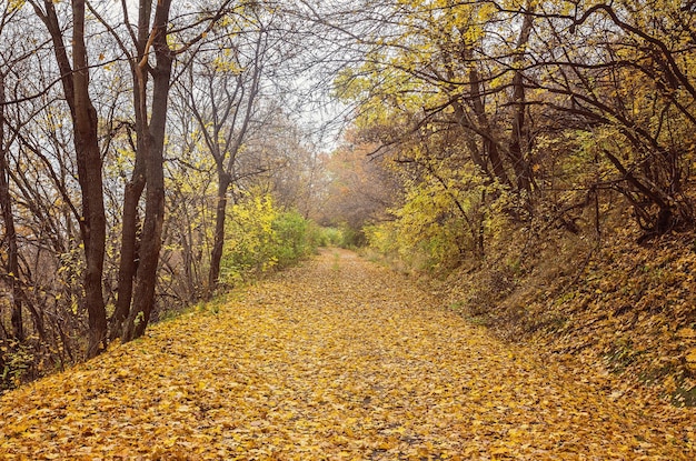 Camino en el parque de otoño con hojas doradas