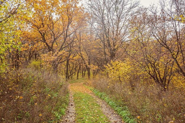 Camino en el parque de otoño con hojas doradas