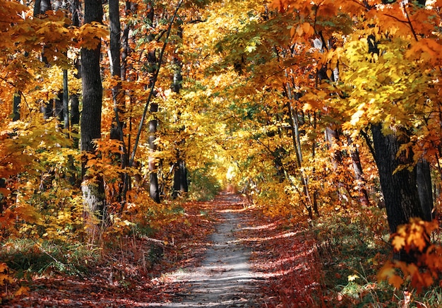 Camino en el parque otoño