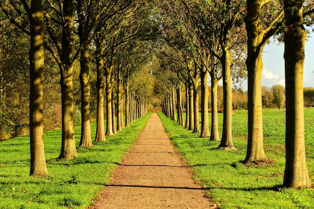 Camino en el parque otoño