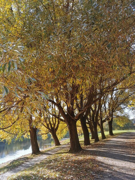 Camino en el parque a través de los árboles dorados de otoño cerca del lago Naturaleza otoñal