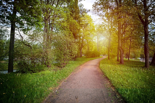 Un camino en el parque de verano.