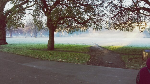 Foto camino en el parque